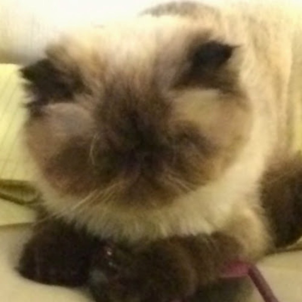 Meet your Posher, Matthew